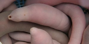 θαλάσσιο σκουλήκι