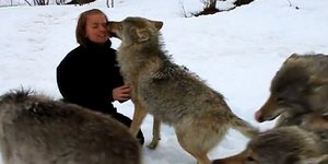 Την ... «έφαγαν» οι λύκοι [βίντεο]