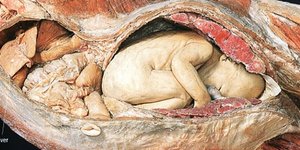 Το θαύμα της ζωής... Από τη σύλληψη στη γέννηση [βίντεο]