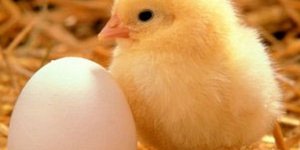 Πόσα αυγά μπορεί να κάνει μία κότα μέσα σε έναν χρόνο;