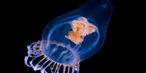 Δείτε τις «εξωγήινες» Μέδουσες-Βαμπίρ των Νορβηγικών Φιορδ [Εικόνες]