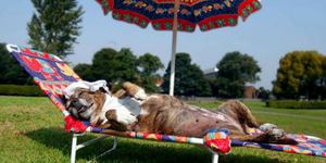 Συναγερμός στον ζωολογικό κήπο: σφίξαν οι ζέστες! [εικόνες]