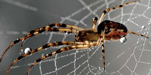 Προσπαθούσε να σκοτώσει μια αράχνη και έπεσε από το μπαλκόνι [εικόνες]