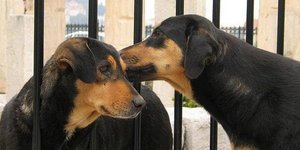 Αλλοδαποί σκοτώνουν και τρώνε τα αδέσποτα στο κέντρο της Αθήνας