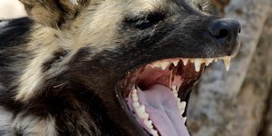 Αδέσποτοι σκύλοι κατασπάραξαν 89χρονο σε δημόσιο πάρκο