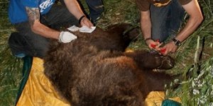 Απεγκλωβίστηκε άτυχη αρκούδα που πιάστηκε σε παγίδα ζώου