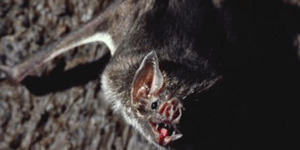 Τα 10 πιο τρομακτικά αλλά και πιο ακίνδυνα ζώα του κόσμου [εικόνες]