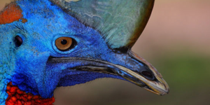 Γνωρίστε το πιο επικίνδυνο πτηνό του πλανήτη [εικόνες]