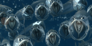 Τα φαντάσματα των βυθών μοιάζουν με πιράνχας. Αλλά δεν είναι! [εικόνες]