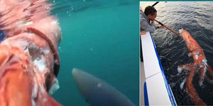 Απίστευτο: Δημοσιογράφος ψάρεψε καλαμάρι 4 μέτρων! [εικόνες&βίντεο]