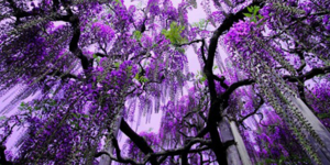 Οι κρεμαστοί κήποι της... Ιαπωνίας [εικόνες]