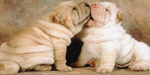 Τα ομορφότερα κουτάβια που απαθανάτισε ο φωτογραφικός φακός [εικόνες]