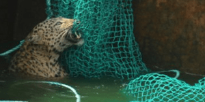 Εντυπωσιακή επιχείρηση για τη διάσωση μίας λεοπάρδαλης στην Ινδία [βίντεο]