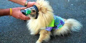 Μάσκες οξυγόνου για κατοικίδια μοίρασε εταιρία τροφών στο Πυροσβεστικό Σώμα