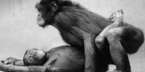 Αποκαλύφθηκε η σεξουαλικότητα του ανθρώπου! - Είμαστε ερωτιάρηδες πίθηκοι