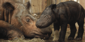 Σπάνιος ρινόκερος της Σουμάτρας γεννήθηκε σε ζωολογικό κήπο της Ινδονησίας