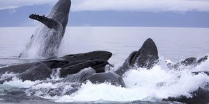 Εκπληκτικές φωτογραφίες από κοπάδι φαλαινών την ώρα που κυνηγούν [εικόνες]