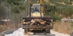 Εξόντωσαν μαζικά σκύλους και γάτες που βρίσκονταν σε καταφύγιο ζώων στα Χανιά! [