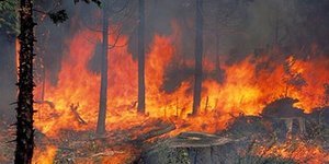 Πλησιάζει στις αυλές των σπιτιών η φωτιά στον Βιάννο - Εκκενώθηκαν δύο χωριά