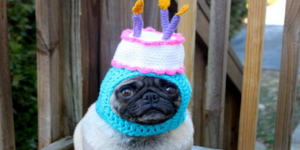 Τα πιο γελοία καπέλα για σκυλιά που κυκλοφορούν στην αγορά [εικόνες]