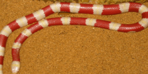 Γνωρίστε εκ του ασφαλούς τα δέκα πιο εντυπωσιακά φίδια του κόσμου [εικόνες]