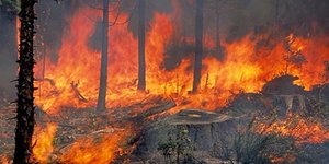 Φωτιά στην Σαλαμίνα κατέκαψε σπίτια και περιουσίες