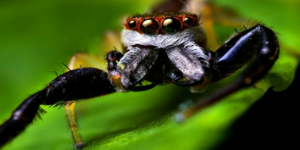 Η κρυμμένη ομορφιά ενος αδικημένου εντόμου [εικόνες]