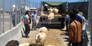 Ενα εκατομμύριο αρνιά τα επόμενα 3 χρόνια θέλει η Λιβύη από την Κρήτη
