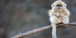 Γνωρίστε τις «ψηλομύτες» μαϊμούδες της Κίνας [εικόνες]