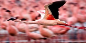 Οι ομορφότερες φωτογραφίες ζώων απο το National Geographic [εικόνες]