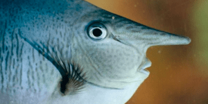 Το ψάρι με τη μεγάλη μύτη που μοιάζει με τον Νιόνιο του Καραγκιόζη [εικόνες]