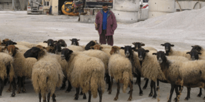 Κακοποίησαν ζευγάρι βοσκών επειδή ζήτησαν πίσω τα κλεμμένα ζώα τους