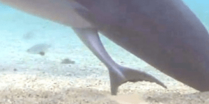 Εντυπωσιακή γέννηση δελφινιού μπροστά στην κάμερα [βιντεο]