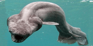 Κροσσωτός καρχαρίας: Το κήτος που σταμάτησε το χρόνο