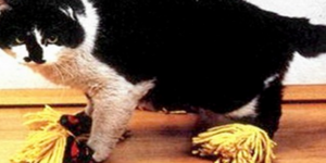 Γιαπωνέζικες εφευρέσεις που θα ντρεπόσασταν να χρησιμοποιήσετε [εικόνες]