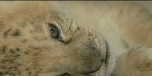 Απίστευτο: Υβρίδιο λιονταριού και τίγρη υιοθετήθηκε από μία... γάτα! [βίντεο]