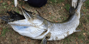 O... αχόρταγος λούτσος που πλήρωσε ακριβά τη λαιμαργία του [εικόνες]