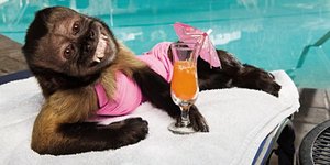 Η μαϊμού που αμοίβεται με... 15.000 ευρώ [εικόνες]