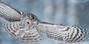 Κουκουβάγιες των Ουραλίων: Τρυφερές μητέρες και αδίστακτοι κυνηγοί [εικόνες]