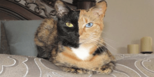 Διπρόσωπη γάτα έχει εντυπωσιάσει τους γενετιστές [εικόνες + βίντεο]