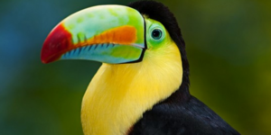 Δείτε τα ομορφότερα πολύχρωμα και σπάνια πουλιά του κόσμου [εικόνες]