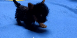 O μικρότερος σκύλος του κόσμου ζυγίζει μόλις 92 γραμμάρια [βίντεο]