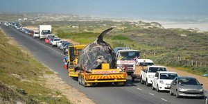 Γιγαντιαία φάλαινα ξεβράστηκε στις ακτές της Νότιας Αφρικής [εικόνες]