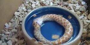 Φίδι αυτοκτονεί! - Καταπίνει τον ίδιο του τον εαυτό [βίντεο]