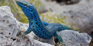 Η πολύχρωμη εντυπωσιακή σαύρα της Φορμεντέρα [εικόνες]