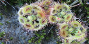 Εντυπωσιακό σαρκοφάγο φυτό κατασπαράζει το θύμα του σε χρόνο ρεκόρ [βίντεο]