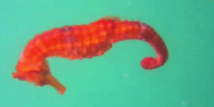 Ο σπανιότερος ιππόκαμπος του κόσμου απαθανατίστηκε για πρώτη φορά [βίντεο]