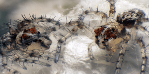 Ένας πανέμορφος μικρόκοσμος - Εντυπωσιακά στιγμιότυπα από μικροσκόπιο [εικόνες]