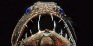 Τα παράξενα πλάσματα του σκοτεινού βυθού [εικόνες]