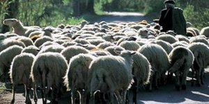 Περιζήτητο το επάγγελμα του τσοπάνη - 120 άτομα απάντησαν σε σχετική αγγελία
